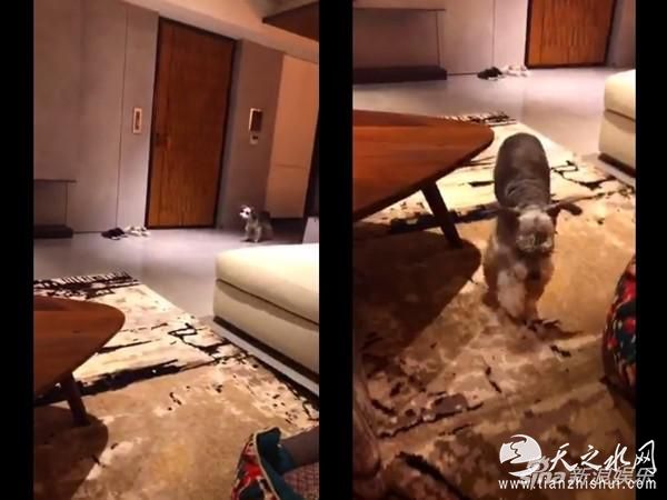 杨丞琳直播曝光家中内景