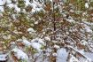 徐斌:聽 雪 隨 感