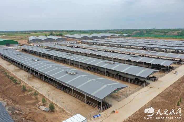 正宁县陇东早胜肉牛国家级核心育种场。正宁县委宣传部供图