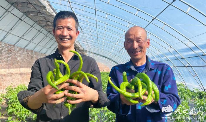 正宁县周家镇菜农蔬菜获丰收。正宁县委宣传部供图