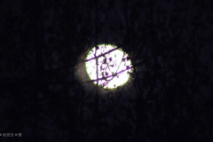 今晚的月亮扁了些,但是很明亮！