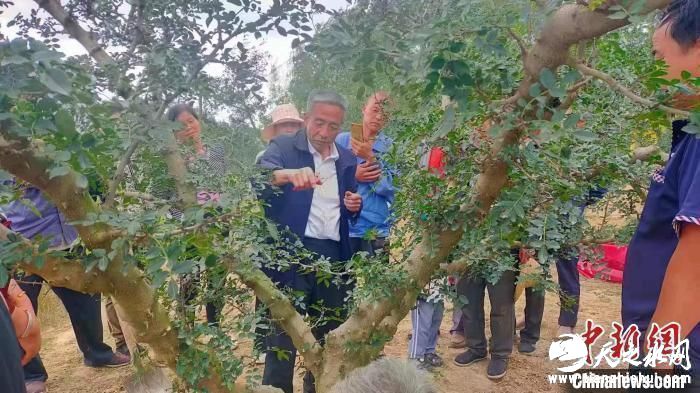 图为靳志强在果园为村民现场教授剪枝技术。(资料图) 受访人供图