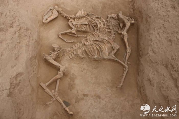 马场滩M1墓道内殉马