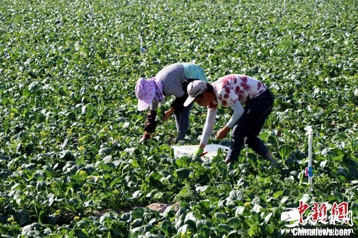 图为工人们收割供港蔬菜。　马爱彬 摄