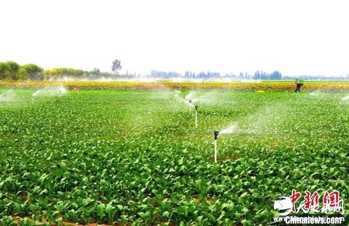 图为民勤供港蔬菜基地。　马爱彬 摄