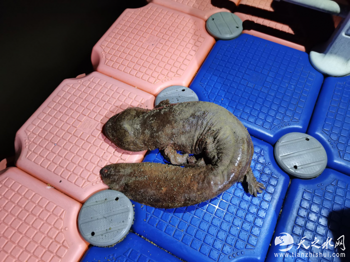 group1_M00_39_A5_FB4EyWLeS4GAXjxZACnMBqQguBY965