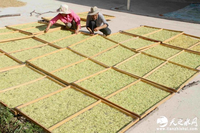 上关镇群众正在晾晒金银花。张小兵摄.jpg?x-oss-process=style/w10