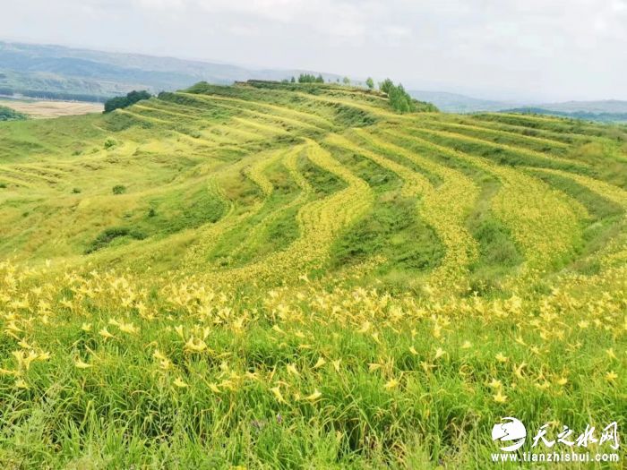 山寨乡黄花菜柳明霞摄4.jpg?x-oss-process=style/w10