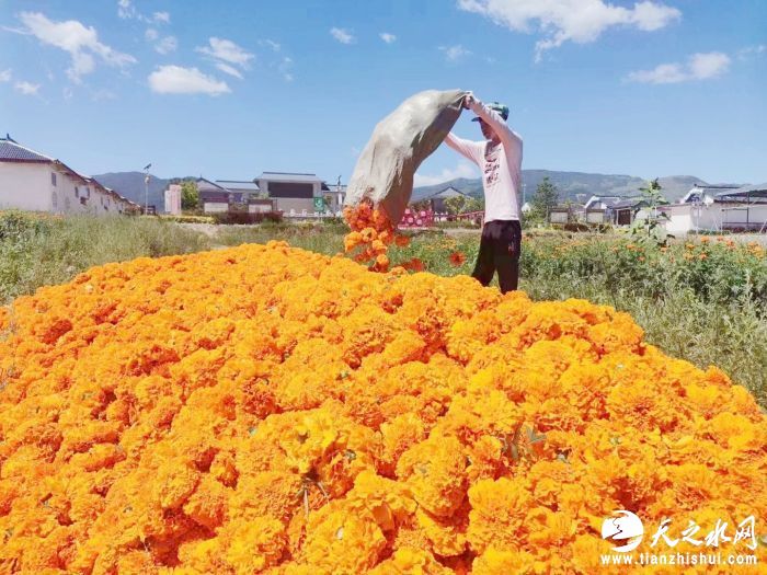 西华镇万寿菊 乔文峰摄3.jpg?x-oss-process=style/w10