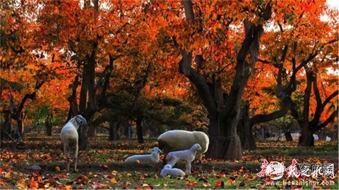 FZ007216687294_A3495866