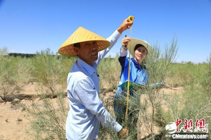 姜莉玲测量记录苗木生长状况。(资料图) 受访者供图