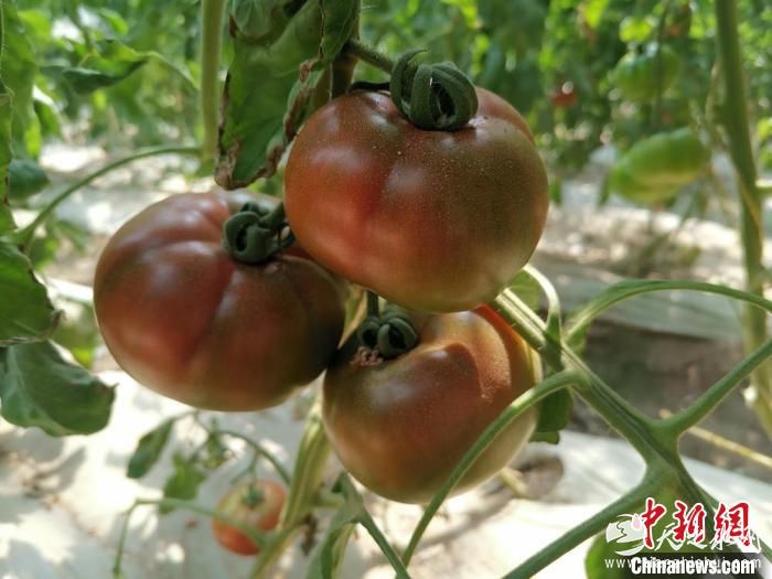 图为大棚里种植的西红柿。　冯文强 摄