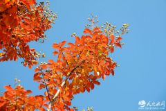 天水的秋天，像一幅五彩斑斓的油画【组图】