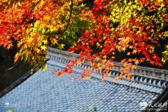 初冬的天水仙人崖：紅楓葉漫山    遍野似火燃燒（圖文）