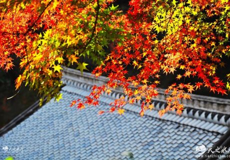 初冬的天水仙人崖：红枫叶漫山    遍野似火燃烧（图文）