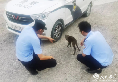 伯陽派出所成功救助一只國家二級保護野生動物——毛冠鹿
