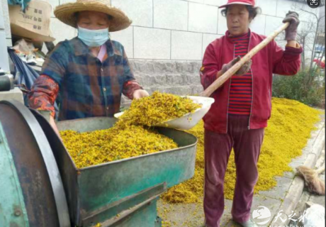 小小野菊花  变身“致富花