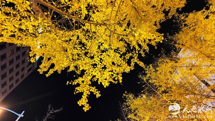 DJI_20251113220603_0783_D