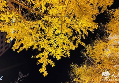 趙安生 ：天水的秋魂