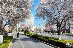 枝头春雪绽放 定格天水最美春光