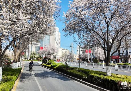 枝头春雪绽放 定格天水最美春光